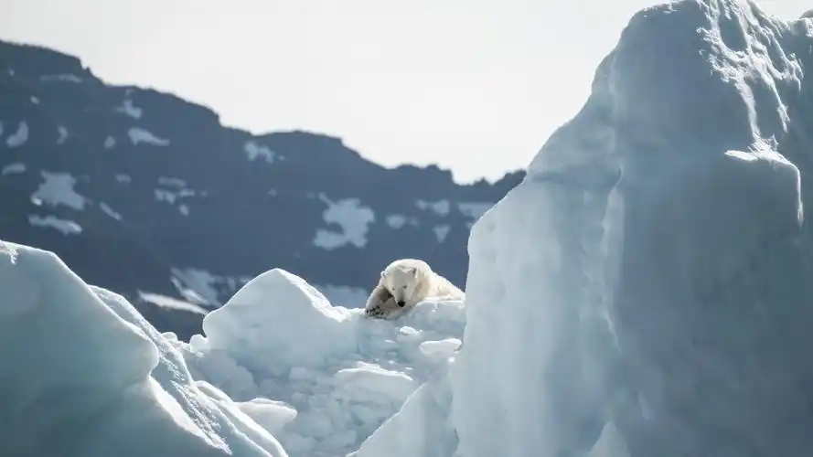 03m上传时间:2020-06-16壁纸标签:蕨类熊4k壁纸封面图简介:蕨类 熊
