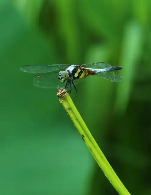 小荷才露尖尖角,早有蜻蜓立上头——石头915
