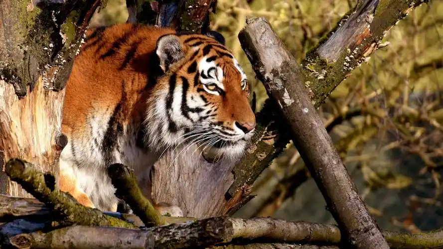 威武霸气的老虎图片-动物壁纸-高清动物图片-第6图-娟娟壁纸