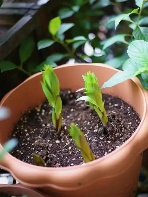 我的百合成长日记