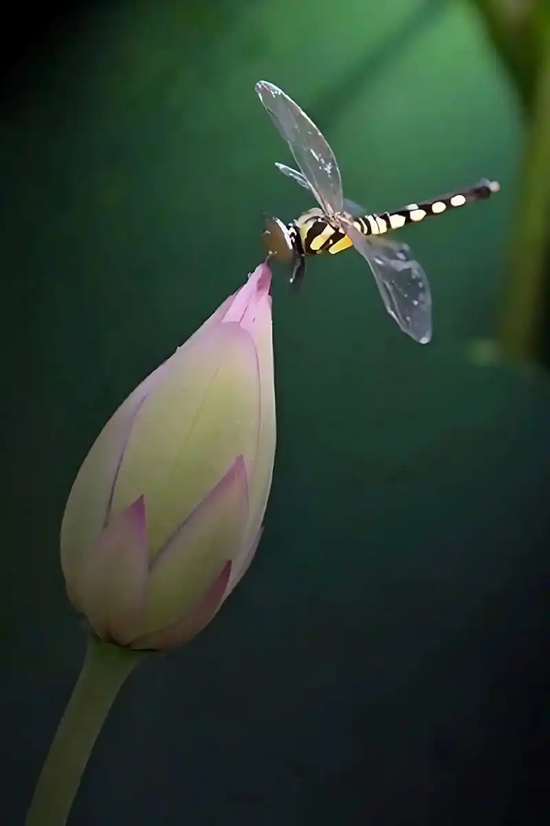蜻蜓与荷花.小荷才露尖尖角,早有蜻蜓立上头.#大自然 #小荷 - 抖音