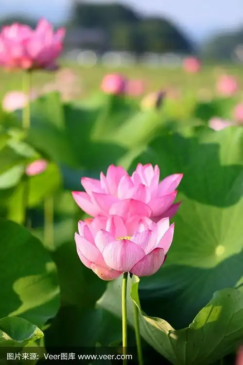 荷花,日本,水生植物,佛教,自然