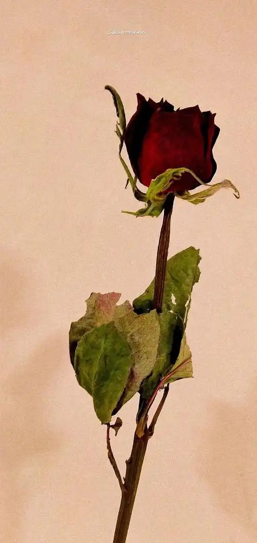 690_1458竖版 竖屏