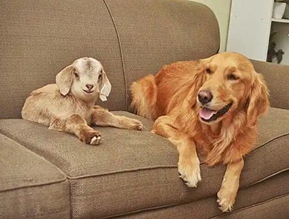 暖!这只狗养了一群羊宝宝