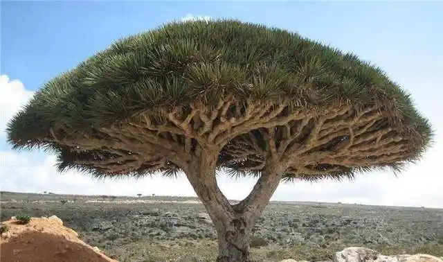 世界上最珍贵的五棵树最后一颗来自中国专项为它报上一亿保险