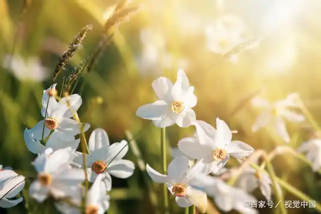 捕捉心灵之光,感受不期而遇的温暖