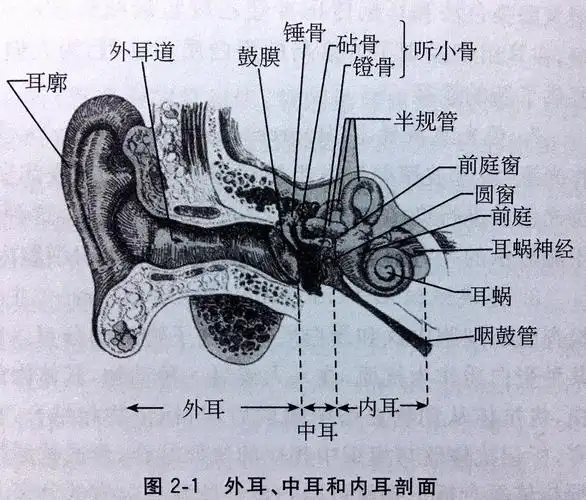 其它 耳组织学 写美篇        外耳由耳廓,外耳道和鼓膜组成,具有集音