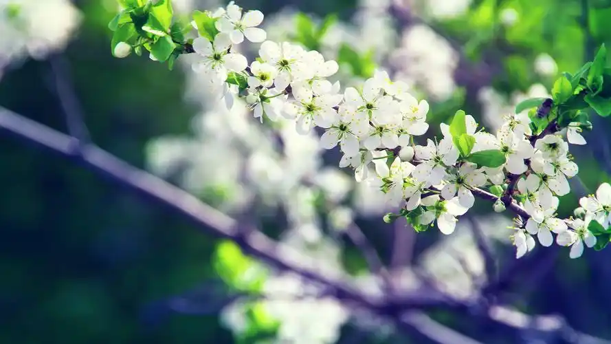 夏天小清新植物