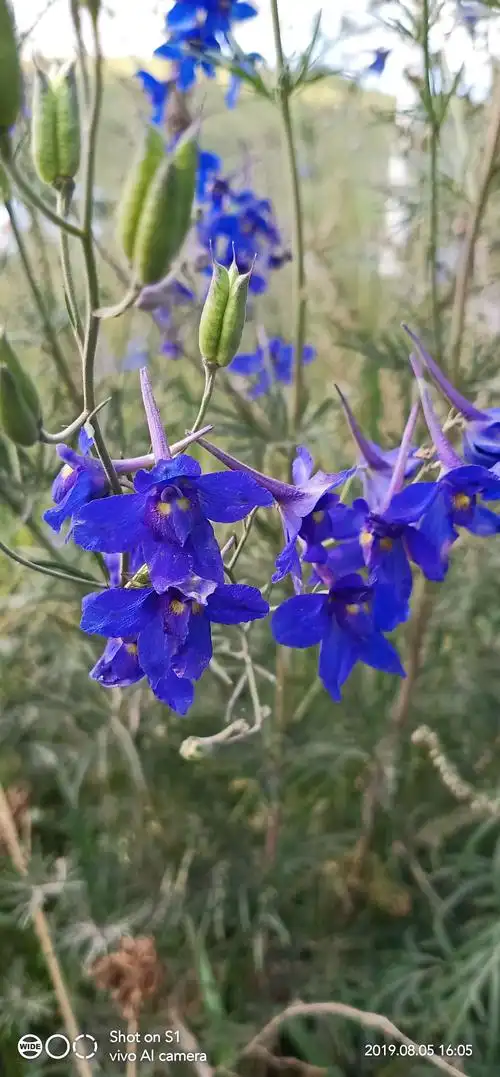 毛莨科——翠雀属——翠雀