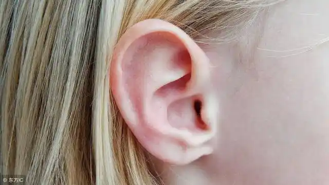 中医认为,耳朵的形状非常像倒过来的人形,耳朵上有人体五脏的反射区.