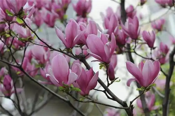 玉兰花花开正好,但是玉兰花的品种你都认识吗?