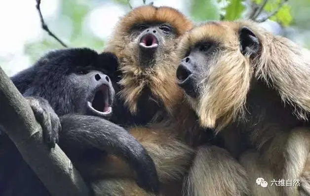 吼猴,靠发生吼叫声吓退敌人的猴子