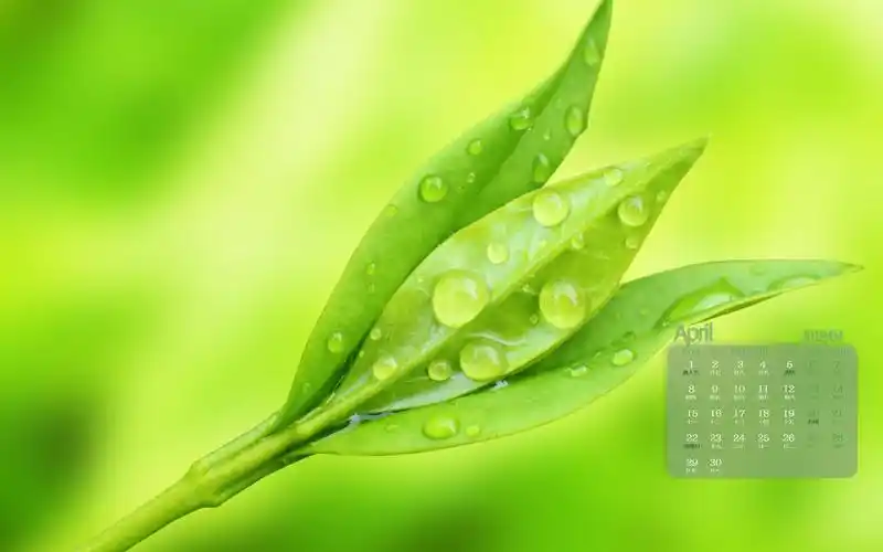 2019年4月小清新绿色植物露珠护眼写真日历,月历壁纸-回车桌面