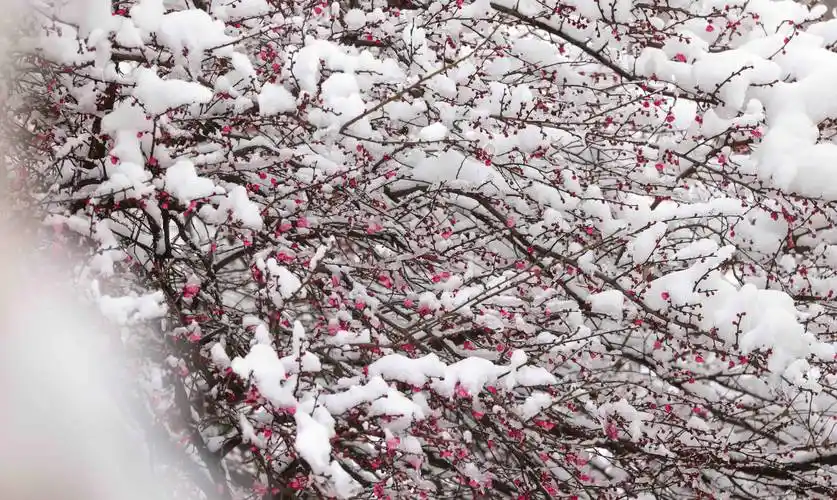 玉屏侗族自治县出现降雪天气,该县舞阳河国家级湿地公园内的梅花傲雪