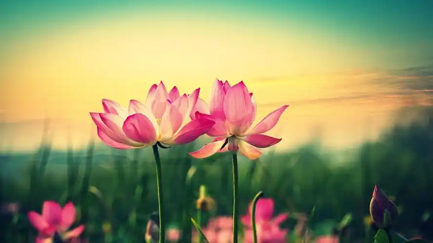 风景 自然景观 荷花 花草树木 风景大片壁纸【2】(风景静态壁纸) - 静