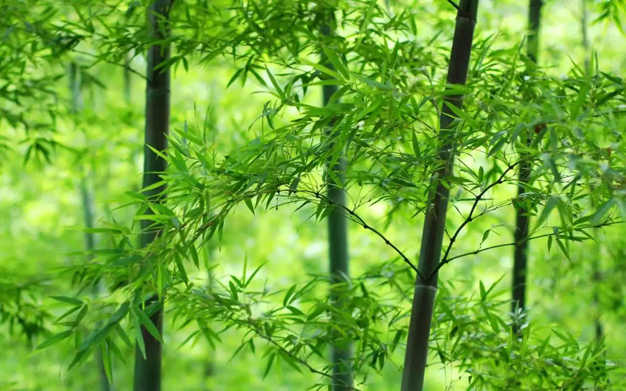 绿色护眼竹小清新高清桌面壁纸