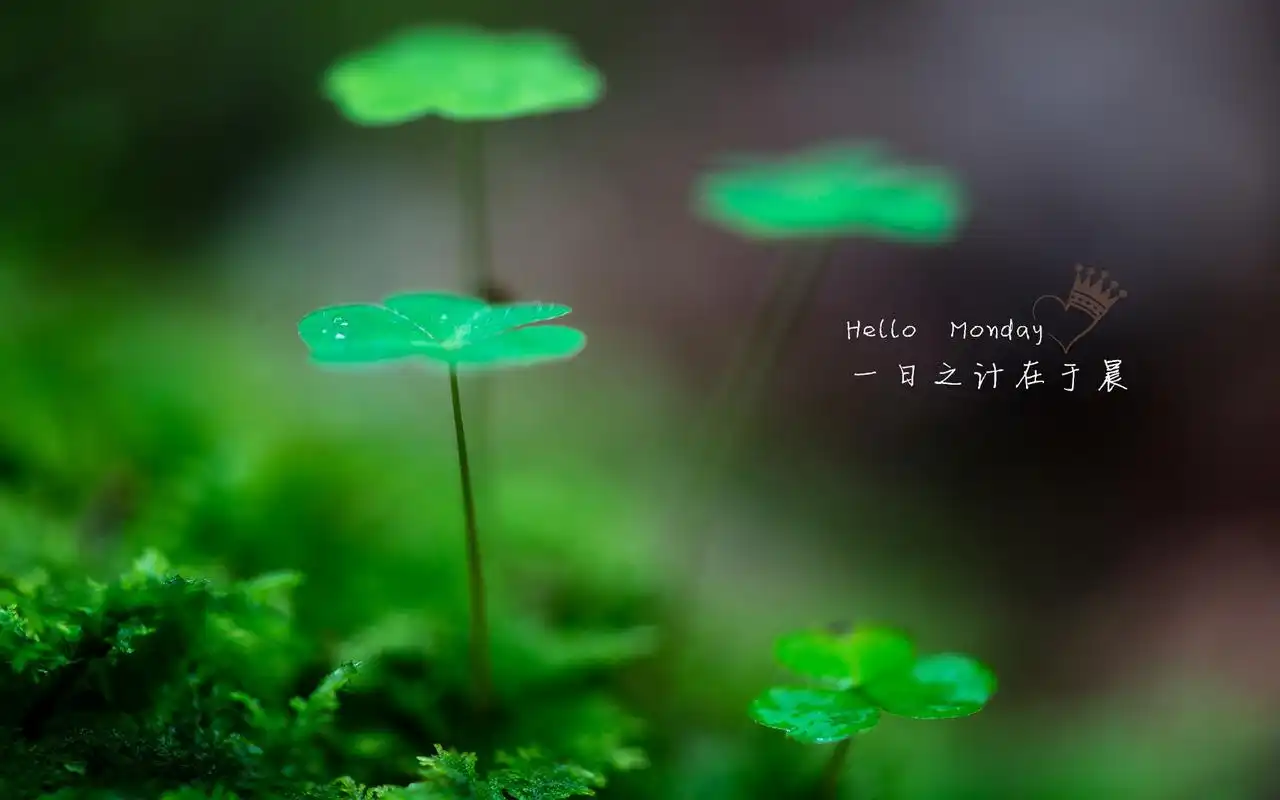 小清新的绿色植物护眼壁纸搭配充满正能量的励志文字语录,这套壁纸您