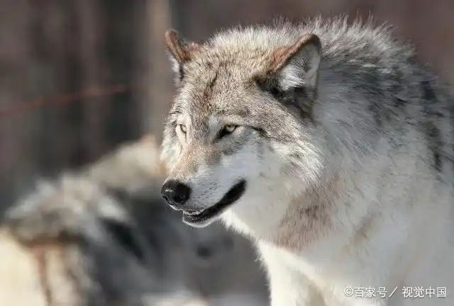 狼长得像狗,但是眼神中带有一点凶狠