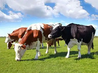 欢迎来到张家港市丰盛生物有机肥有限公司网站