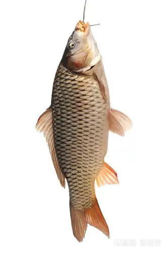 生鱼鲤鱼