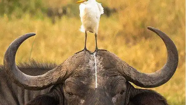 十张令人开怀大笑的动物图片,笑的眼泪都要流出来了!