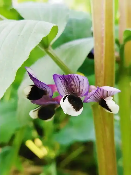 我家菜园地里的蚕豆开花了摄影日常