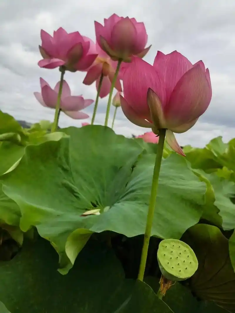 夏日荷花 #再美的花朵盛开过就凋落 #你若盛开清风自来 #心如莲花