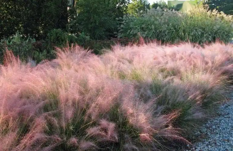 教你如何选择合适的观赏草