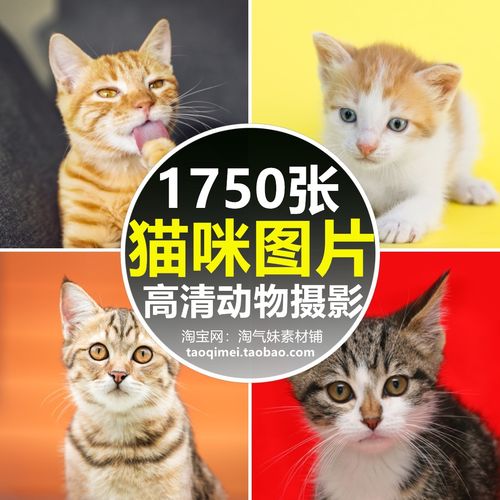高清jpg素材可爱小猫咪图片宠物猫黑猫白猫加菲猫萌宠店宣传素材