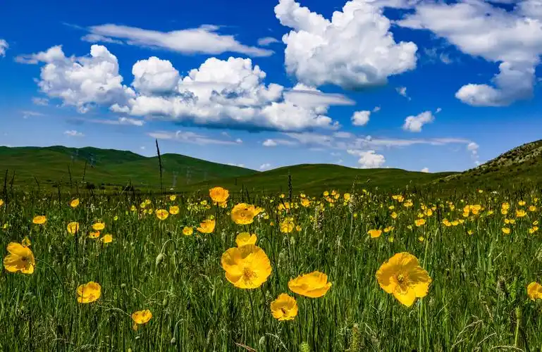 美丽的扎鲁特草原 - 美篇