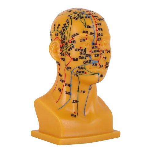 穴位模型针灸刻字头模带穴位脸面部假头腧穴人体按摩图 金色头部模型