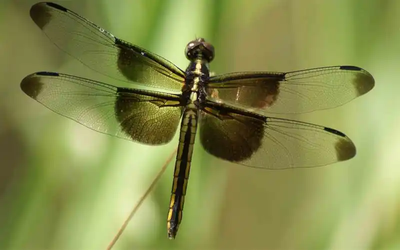 蜻蜓特写高清桌面壁纸图片高清大图预览1920x1200_动物壁纸下载_美桌