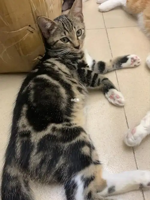 自家英短串串猫找领养,铲屎君快来带走它
