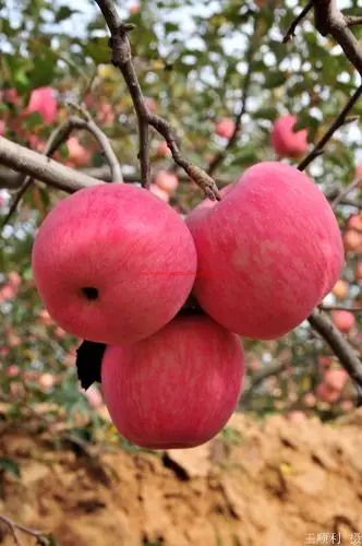 陕西宜川大苹果
