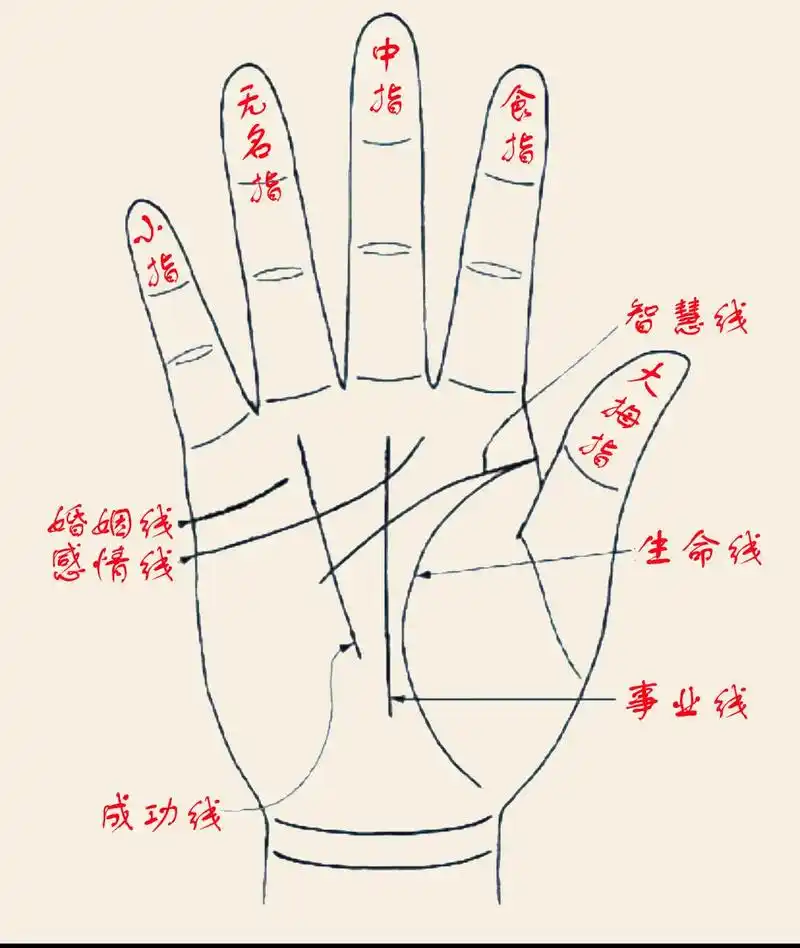 掌纹的秘密 #易学智慧 #国学文化 #你是什么手 #部位图 - 抖音