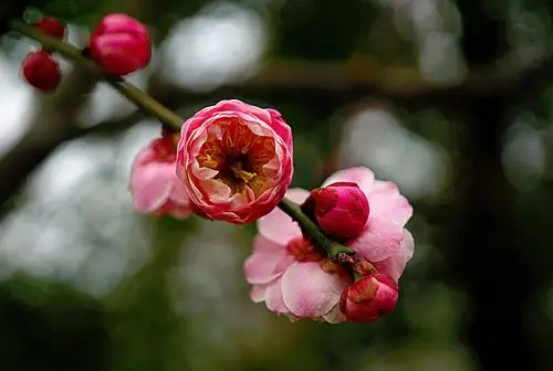 寒香国里你最红——朱砂梅