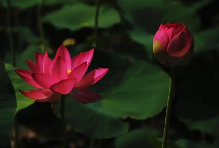 夏日荷花别样红