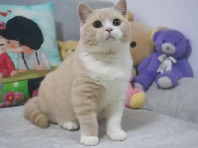 养猫,劝你养"英国短毛猫",优点太多了!