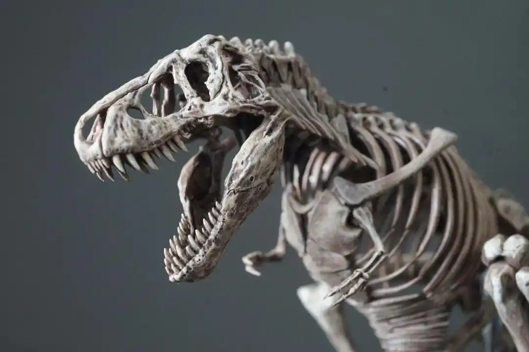 画龙画骨~万代塑料拼装恐龙骨骼化石模型