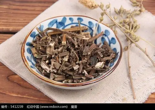 中药材香茶菜摄影图