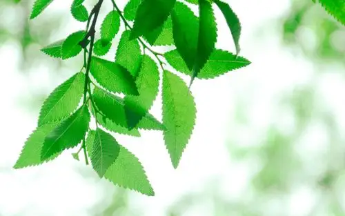 小清新绿色花卉植物微距摄影图片壁纸