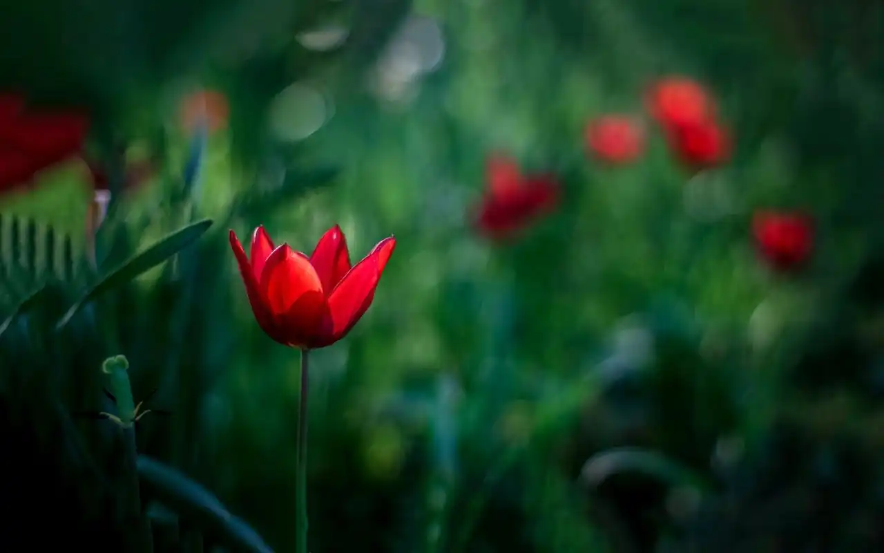 绿色护眼小清新植物高清桌面壁纸