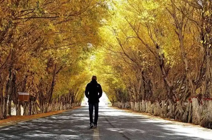 《西子之声》名人名家:一个人孤独的走在路上,寂寞的看路边的风景也是