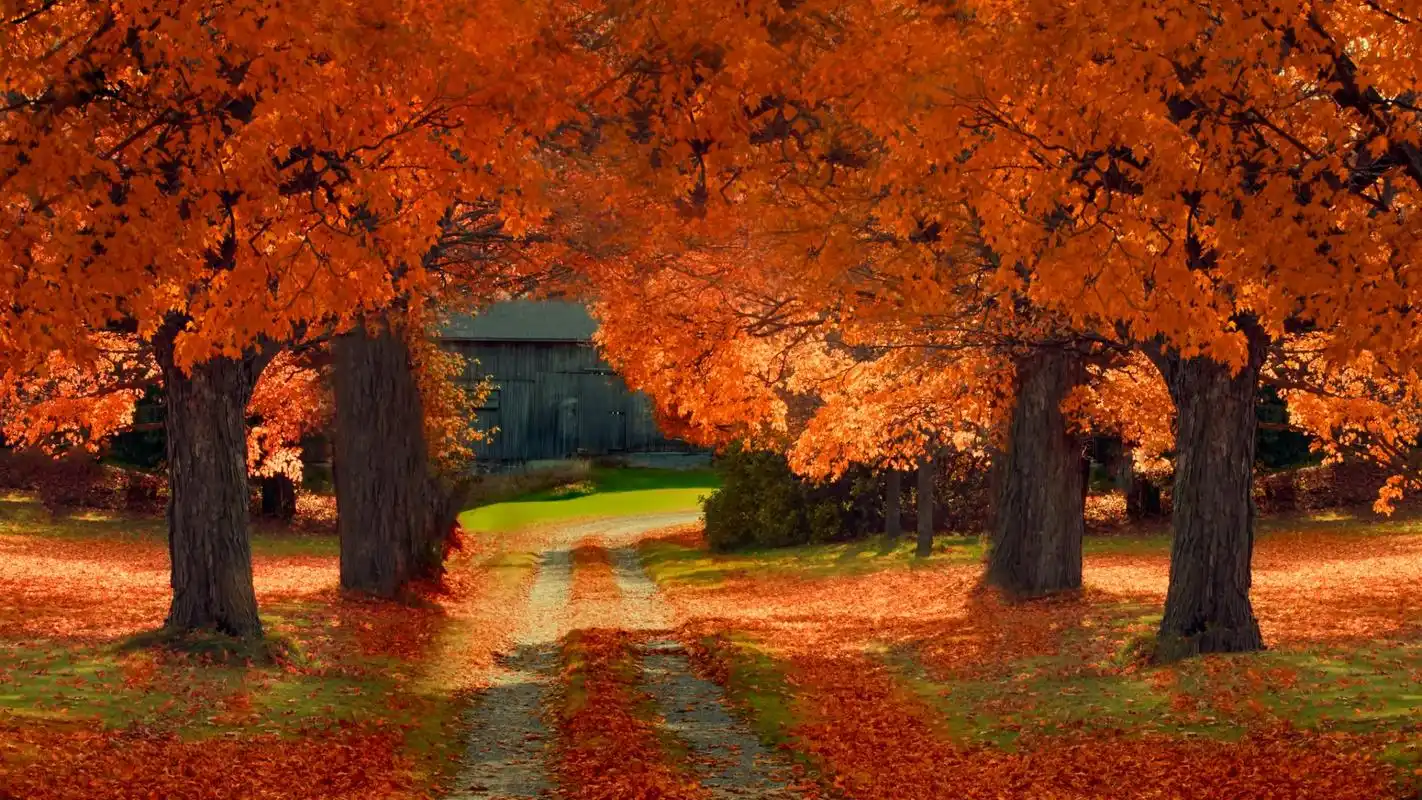 秋天的图片自然风景桌面壁纸