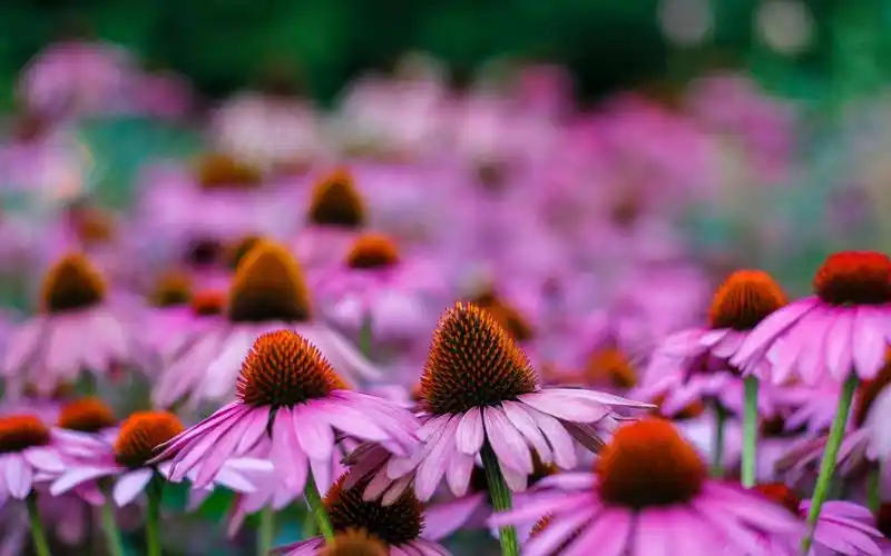 大自然风景唯美花海桌面壁纸