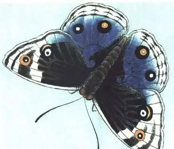 李晓明工笔蝴蝶设色步骤示范快收藏