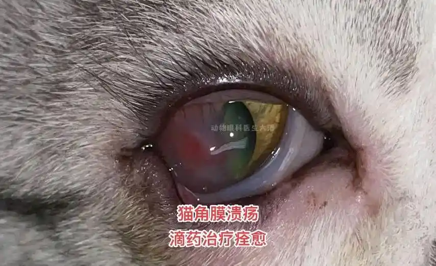 猫咪眼睑内翻,角膜破损,溃疡,滴药治疗.图中是来自河南郑州的 - 抖音