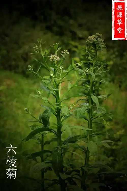 野生六棱中药材新货干品百草王六耳棱鹿耳翎灵丹其他药食同源食品