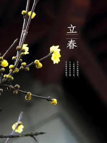 舍奢2021立春正能量分享_梅花俱