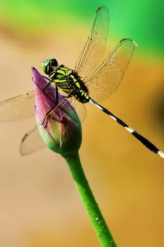 【小荷蜻蜓摄影图片】生态摄影_太平洋电脑网摄影部落
